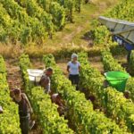 SE NECESITA PERSONAL PARA CUBRIR  150 PUESTOS DE TRABAJO PARA EL AREA DE COSECHAS EN DIVERSAS ÁREAS NO NECESITA EXPERIENCIA | POSTULA